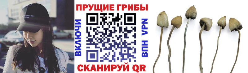 Галлюциногенные грибы Psilocybine cubensis Кропоткин